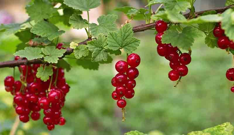 Beneficios de plantar un grosellero rojo en tu jardín