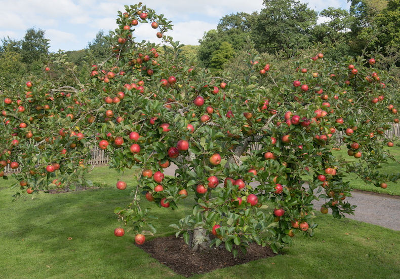 Los 10 mejores árboles frutales para tu jardín