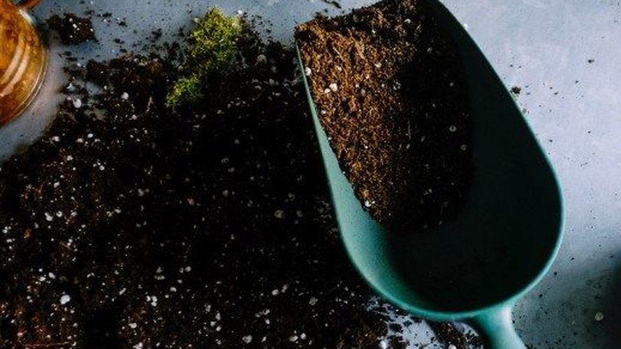 5 errores de principiante que puedes evitar al sembrar un jardín