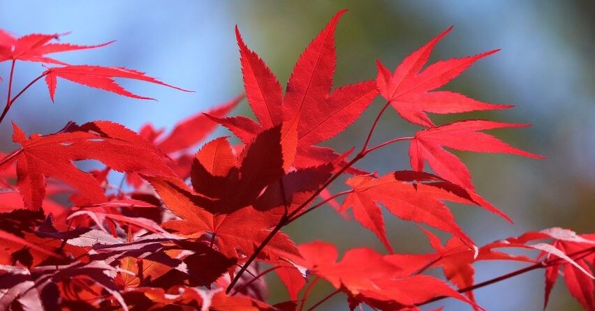 El Arce Japonés y la belleza de sus hojas rojas