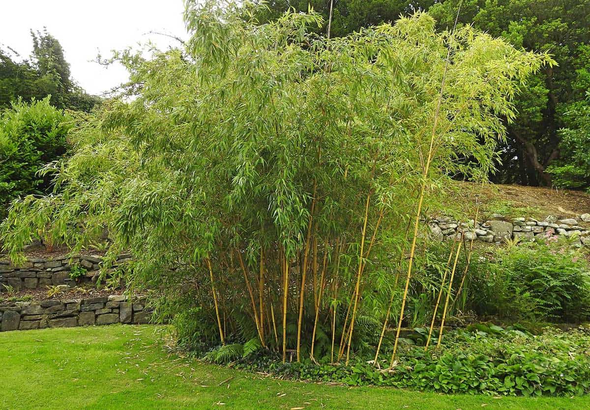 la-posibilidades-y-variedades-del-bamb-en-el-jard-n-jardinpedia