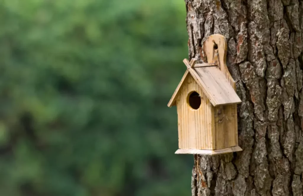 ¿Cómo atraer pájaros a tu jardín?