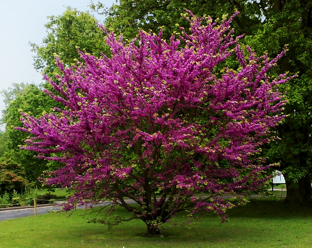 Árbol de Judas (Cercis siliquastrum), un arbusto con flores de color púrpura