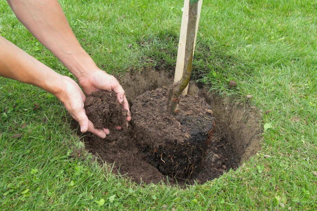 Como plantar un árbol frutal