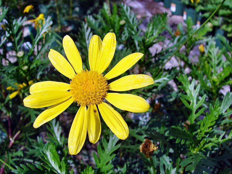 Flores amarillas para tu jardín