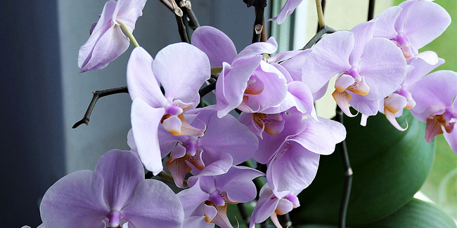 ¿Cómo hacer que una orquídea florezca de nuevo?